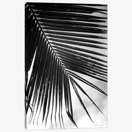 Palm Frond II Canvas Print #WAC9444} by Debra Van Swearingen Canvas Art Print