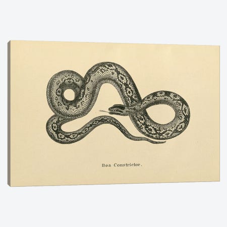 Vintage Boa Constrictor Canvas Print #WAC9584} by Wild Apple Portfolio Canvas Artwork