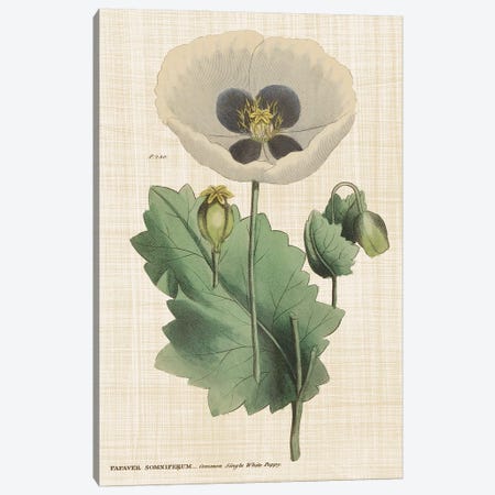 Herbal Botanical XVI Canvas Print #WAC9595} by Wild Apple Portfolio Art Print