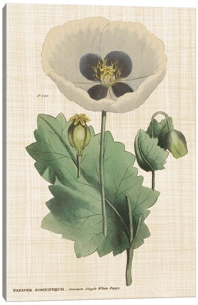 Herbal Botanical XVI Canvas Art Print - Botanical Illustrations