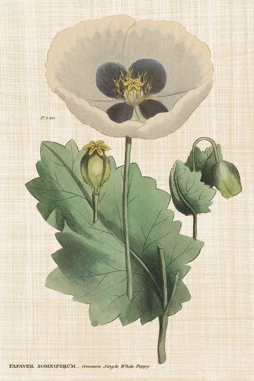 Herbal Botanical XVI