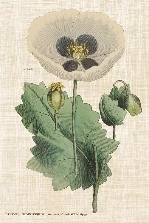 Herbal Botanical XVI by Wild Apple Portfolio wall art