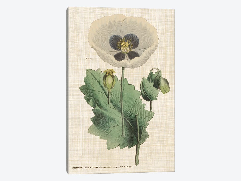 Herbal Botanical XVI by Wild Apple Portfolio 1-piece Canvas Print