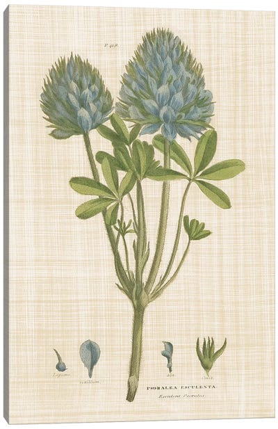Herbal Botany XV Linen Canvas Art Print - Botanical Illustrations