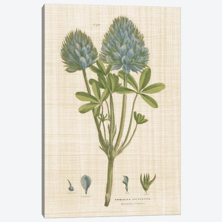 Herbal Botany XV Linen Canvas Print #WAC9596} by Wild Apple Portfolio Art Print
