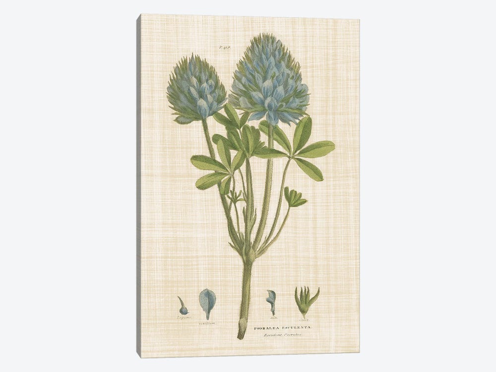 Herbal Botany XV Linen by Wild Apple Portfolio 1-piece Canvas Art