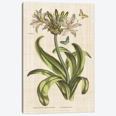 Herbal Botany XX Butterfly Linen Canvas Print #WAC9597} by Wild Apple Portfolio Art Print