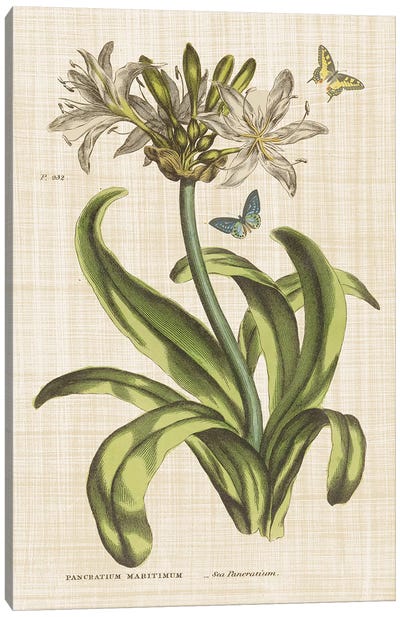 Herbal Botany XX Butterfly Linen Canvas Art Print - Botanical Illustrations