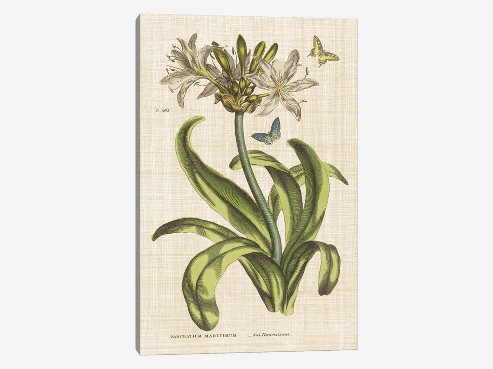 Herbal Botany XX Butterfly Linen by Wild Apple Portfolio 1-piece Art Print