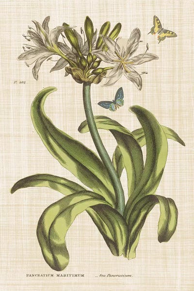 Lilies: Herbal Botany XX Butterfly Linen by Wild Apple Portfolio