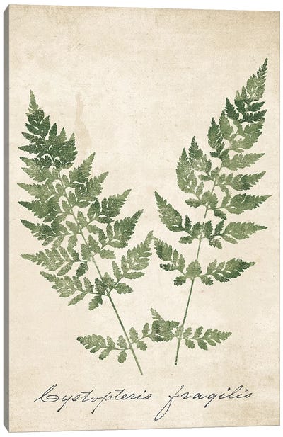 Vintage Ferns VII no Border Crop Canvas Art Print - Botanical Illustrations