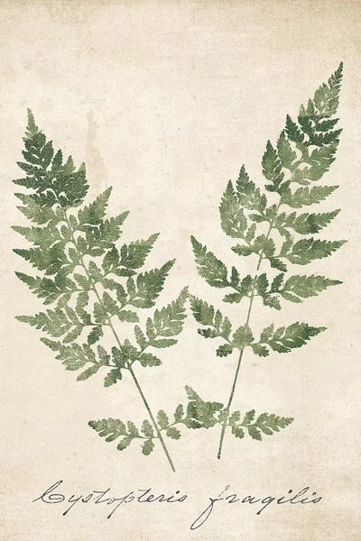 Botanical Illustrations: Vintage Ferns VII no Border Crop by Wild Apple Portfolio