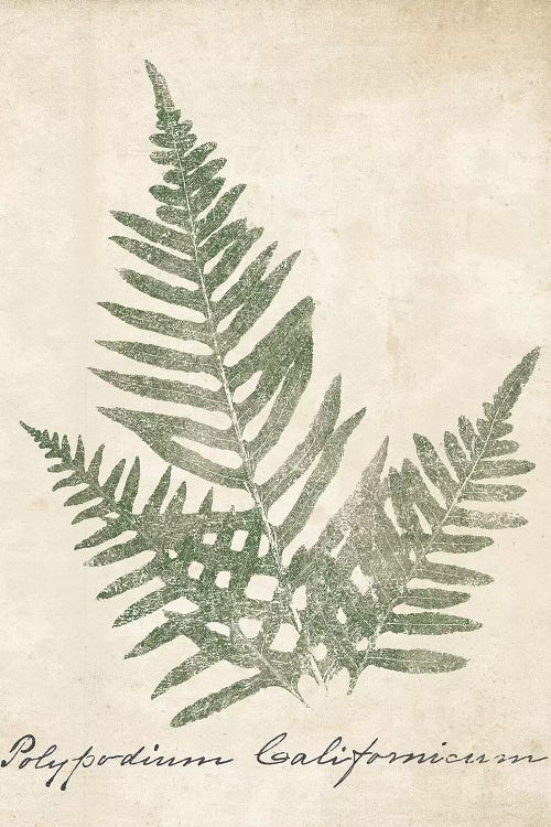 Vintage Ferns XI no Border Crop