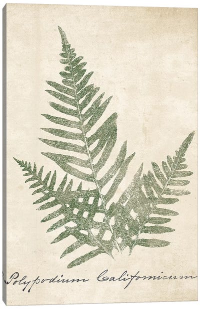 Vintage Ferns XI no Border Crop Canvas Art Print
