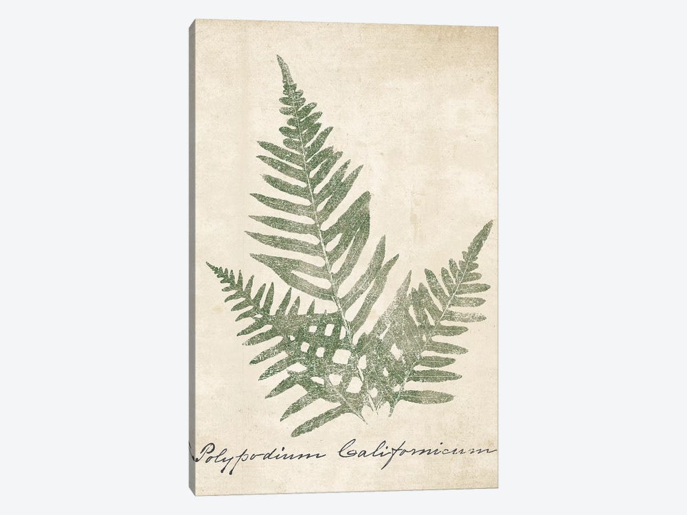 Vintage Ferns XI no Border Crop by Wild Apple Portfolio 1-piece Canvas Art Print