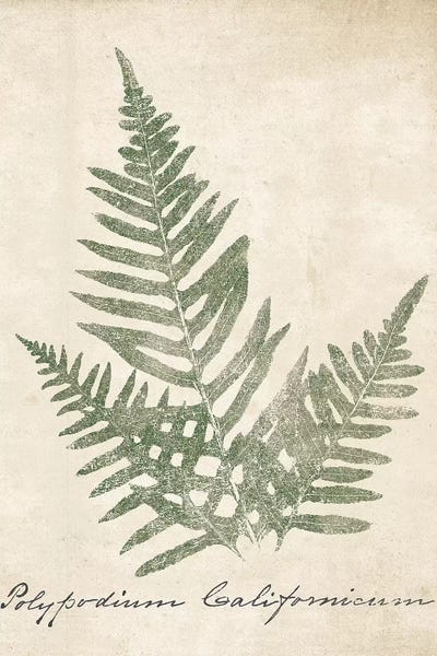 Botanical Illustrations: Vintage Ferns XI no Border Crop by Wild Apple Portfolio