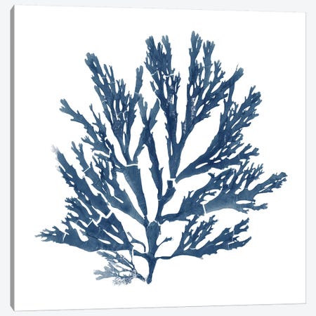 Pacific Sea Mosses Blue on White I Canvas Print #WAC9668} by Wild Apple Portfolio Canvas Wall Art