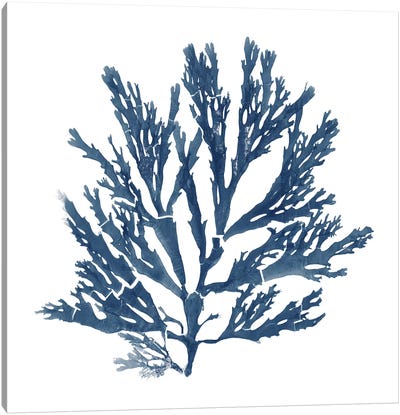 Pacific Sea Mosses Blue on White I Canvas Art Print - Moss