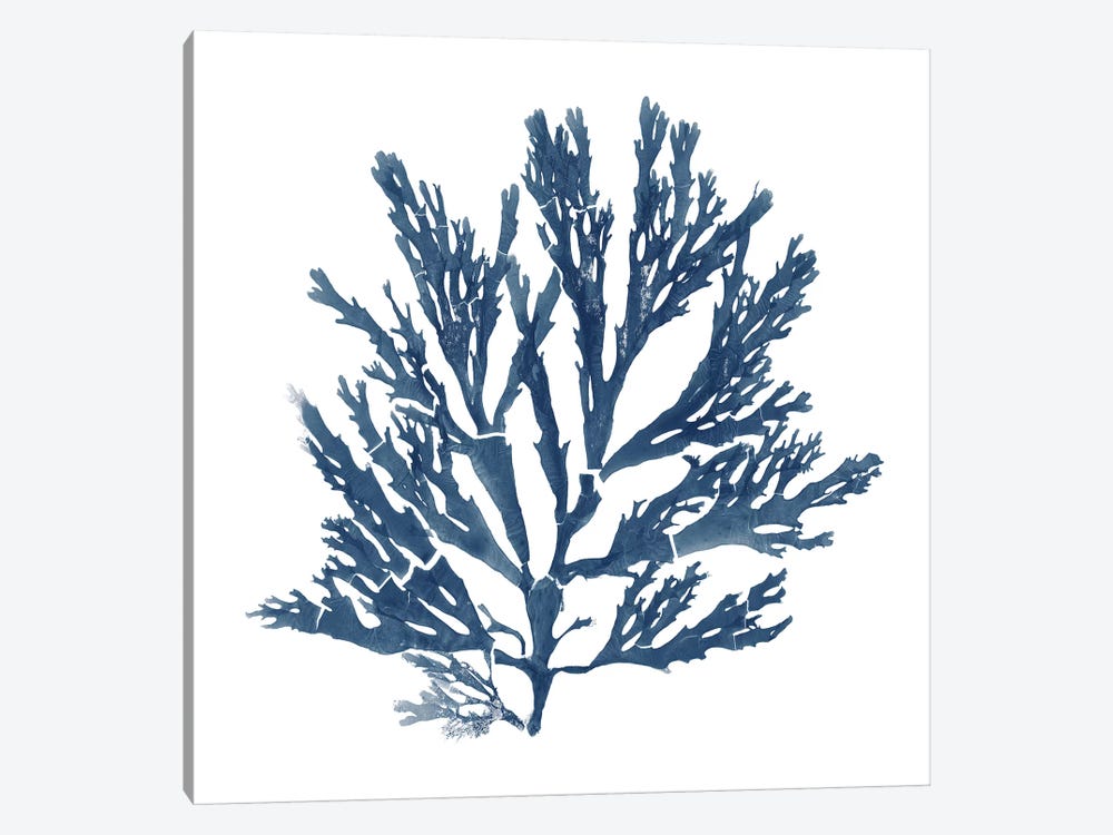 Pacific Sea Mosses Blue on White I by Wild Apple Portfolio 1-piece Canvas Print