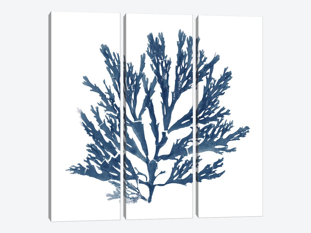 Pacific Sea Mosses Blue on White I by Wild Apple Portfolio 3-piece Art Print