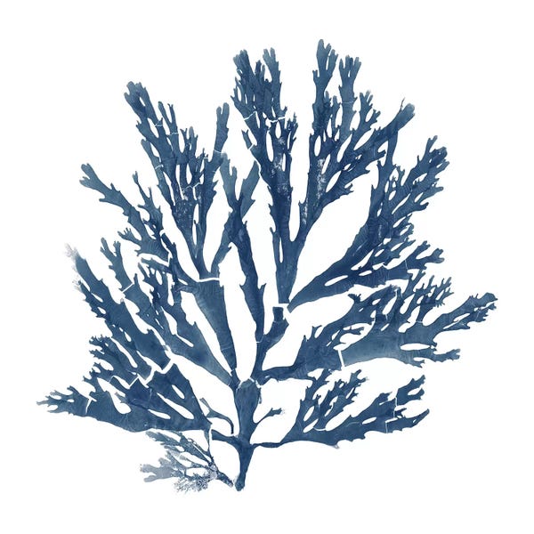 Moss: Pacific Sea Mosses Blue on White I by Wild Apple Portfolio