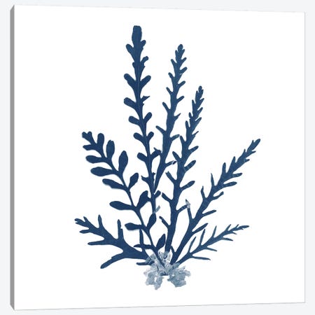 Pacific Sea Mosses Blue on White III Canvas Print #WAC9670} by Wild Apple Portfolio Canvas Print