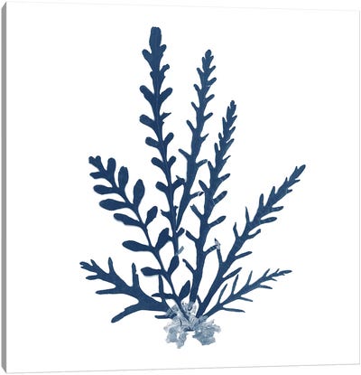 Pacific Sea Mosses Blue on White III Canvas Art Print - Moss Art