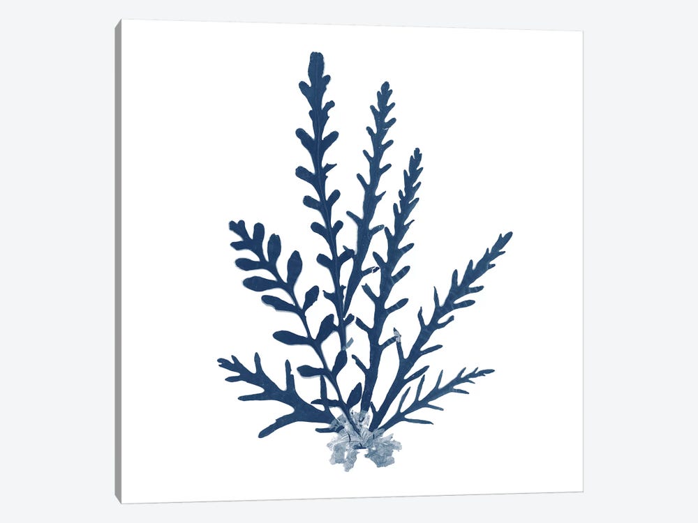 Pacific Sea Mosses Blue on White III by Wild Apple Portfolio 1-piece Canvas Wall Art