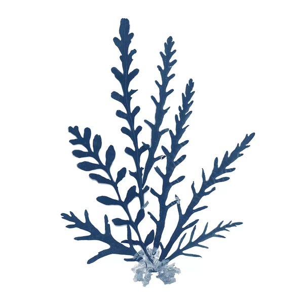 Moss: Pacific Sea Mosses Blue on White III by Wild Apple Portfolio