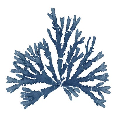 Pacific Sea Mosses Blue on White IV - Art Print | Wild Apple Portfolio