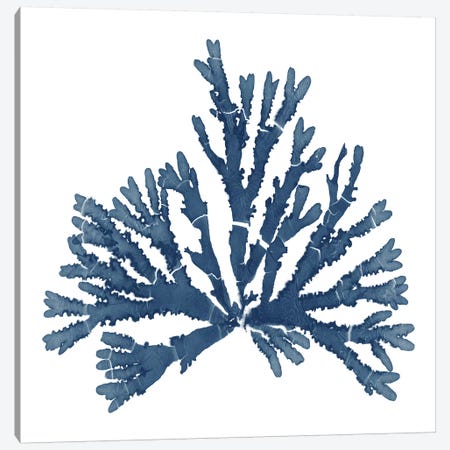 Pacific Sea Mosses Blue on White IV Canvas Print #WAC9671} by Wild Apple Portfolio Art Print