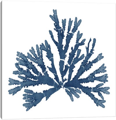 Pacific Sea Mosses Blue on White IV Canvas Art Print