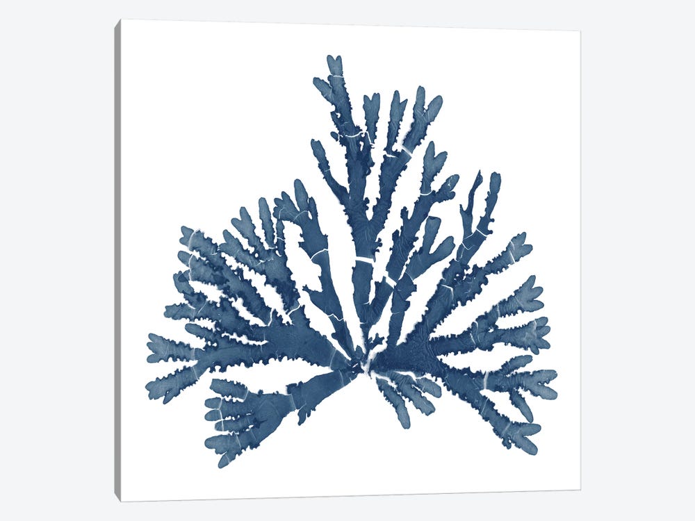 Pacific Sea Mosses Blue on White IV by Wild Apple Portfolio 1-piece Canvas Print