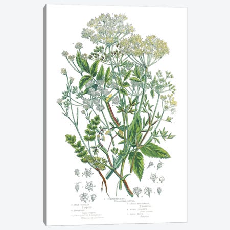 Flowering Plants I Canvas Print #WAC9698} by Wild Apple Portfolio Art Print