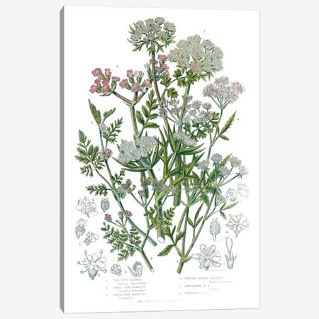 Flowering Plants IV Canvas Print #WAC9701} by Wild Apple Portfolio Art Print