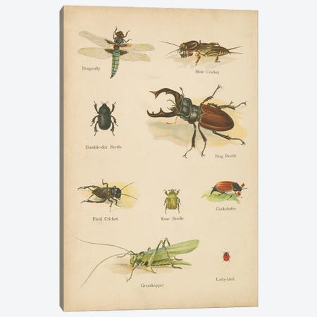 Natural History Book IV Canvas Print #WAC9769} by Wild Apple Portfolio Canvas Art Print