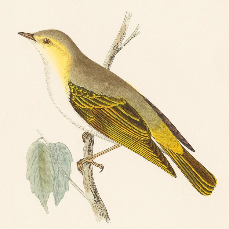 Engraved Birds III