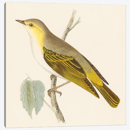 Engraved Birds III Canvas Print #WAC9812} by Wild Apple Portfolio Canvas Art Print