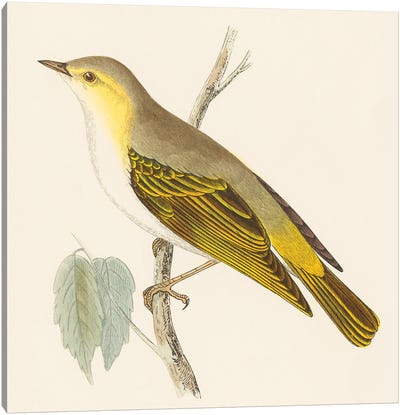 Engraved Birds III Canvas Art Print - Wild Apple Portfolio