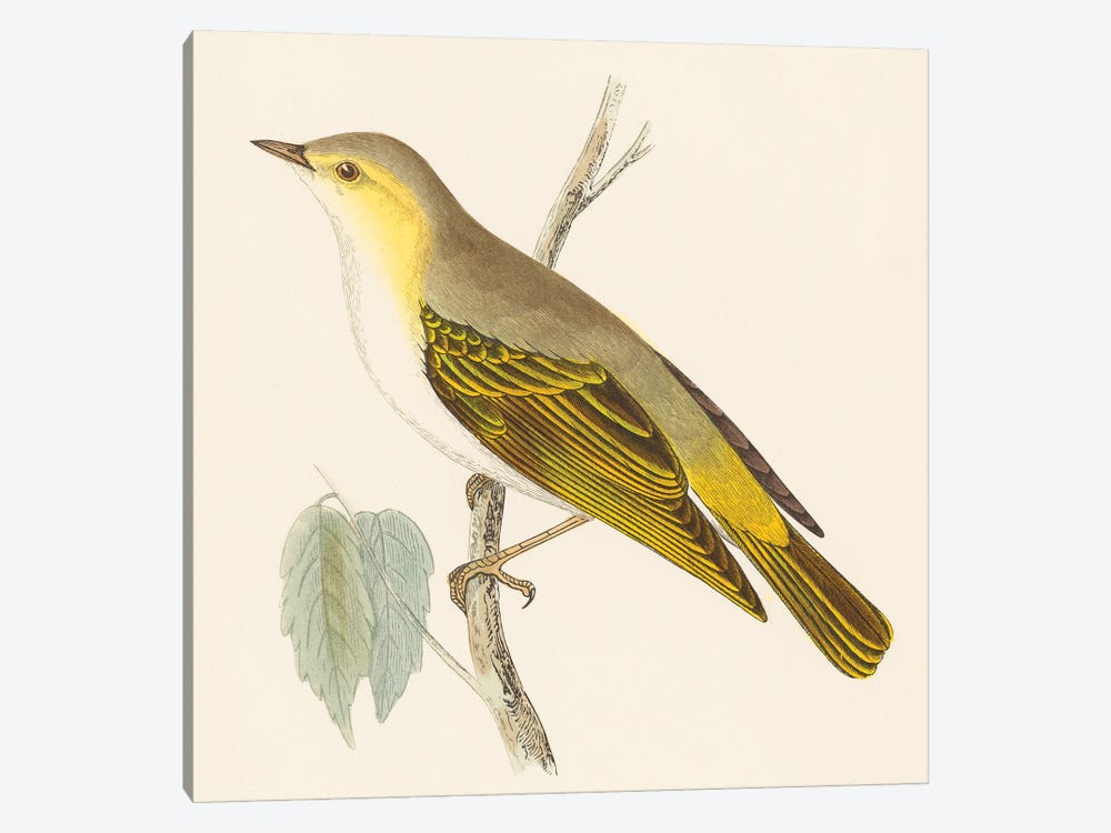 Engraved Birds III by Wild Apple Portfolio 1-piece Art Print