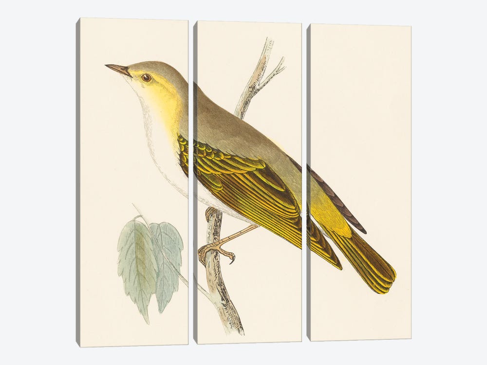 Engraved Birds III by Wild Apple Portfolio 3-piece Canvas Print
