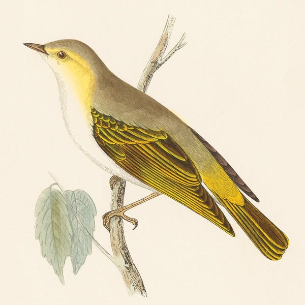 Vintage Animal Illustrations: Engraved Birds III by Wild Apple Portfolio