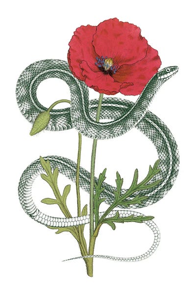 Snakes: Natural Beauty I by Wild Apple Portfolio