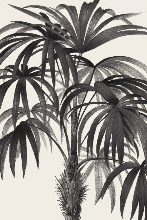 Riviera Palms II In Black & White