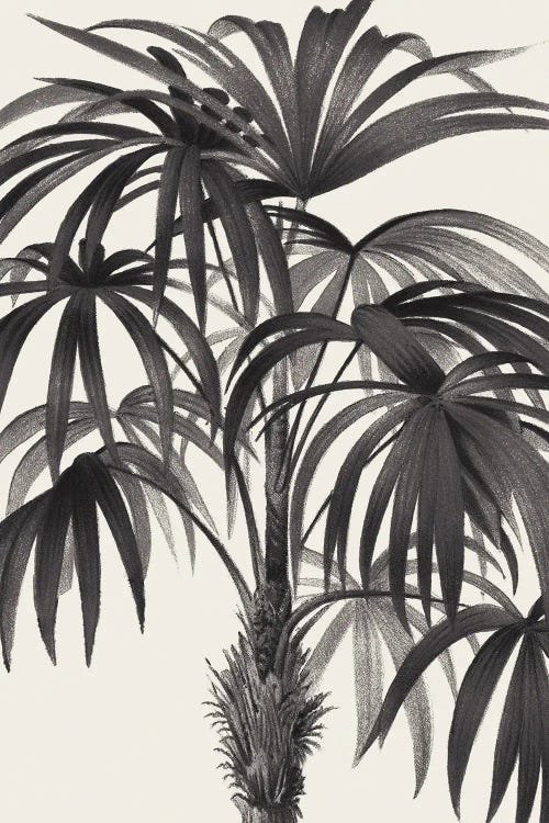 Riviera Palms II In Black & White by Wild Apple Portfolio wall art