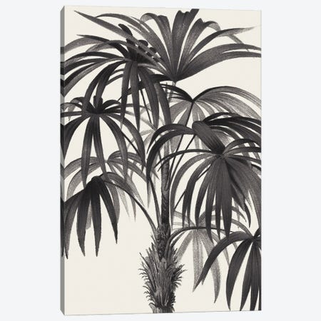 Riviera Palms II In Black & White Canvas Print #WAC9827} by Wild Apple Portfolio Art Print