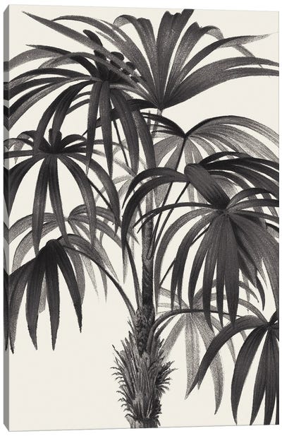 Riviera Palms II In Black & White Canvas Art Print - Wild Apple Portfolio