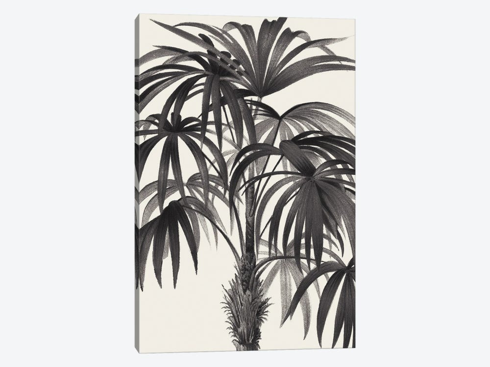 Riviera Palms II In Black & White by Wild Apple Portfolio 1-piece Art Print