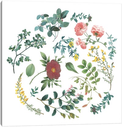 Bright Victorian Garden II Canvas Art Print - Wild Apple Portfolio
