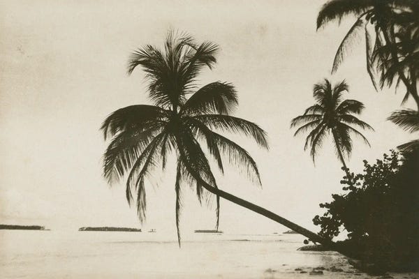 Sepia Photography: Palm Beach I by Wild Apple Portfolio